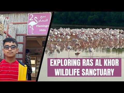 Ras Al Khor Wildlife Sanctuary video thumbnail