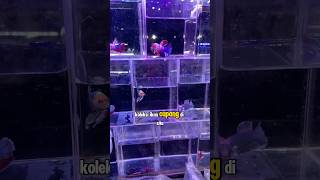 Download lagu Penjual Ikan Cupang Paling Top di Jatner ✨ #ikancupang #ikanhias mp3