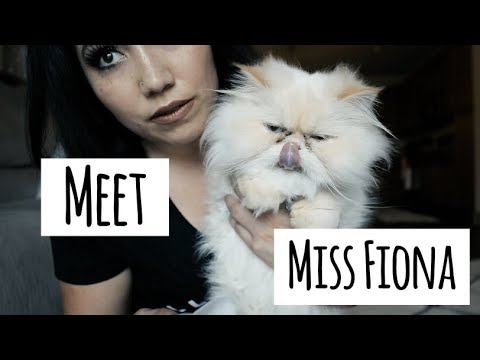 How To Clean Out Your Persian Cat's Eyes
