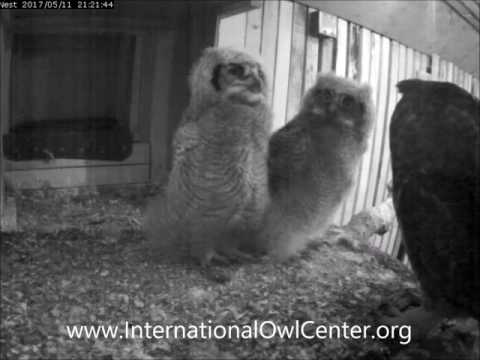 Sheldon eats a whole rat