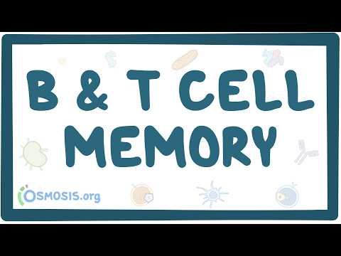 B- and T-cell memory
