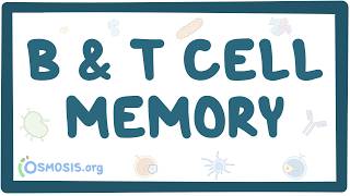 B- and T-cell memory