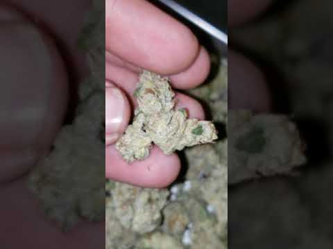 Platinum Cookies GSC