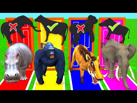 Choose Right Door Animals Wrong Shadow Matching Game with Cow Elephant Gorilla Buffalo Hippopotamus