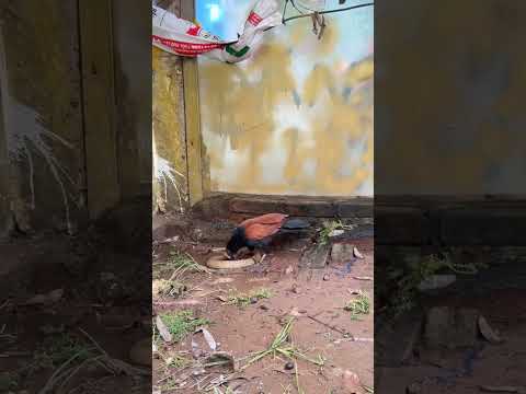 The end #shorts #shortsvideo #sneakeater #attack