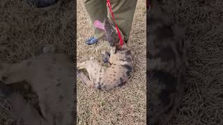 Video preview image #1 Australian Shepherd-Unknown Mix Puppy For Sale in Wakefield, RI, USA