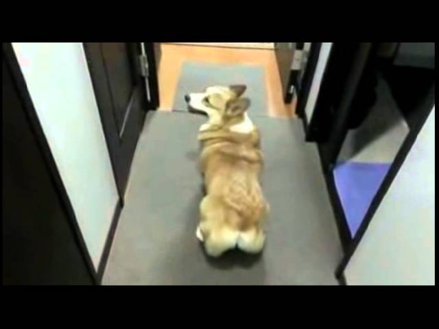 Танцы! Танцы!