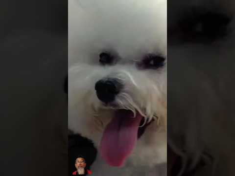 JENIS TERMAHAL DI DUNIA #dog #pets #poodle #maltese
