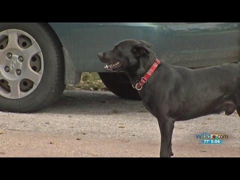 Padi the dog is set free