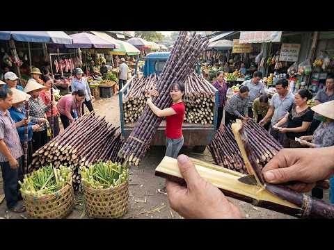 Harvesting Purple Sugar Cane For Market | Grow Fresh Vegetables in the Countryside