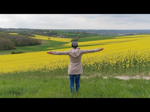 Champs de colza - Kolza tarlaları - Rapeseed fields