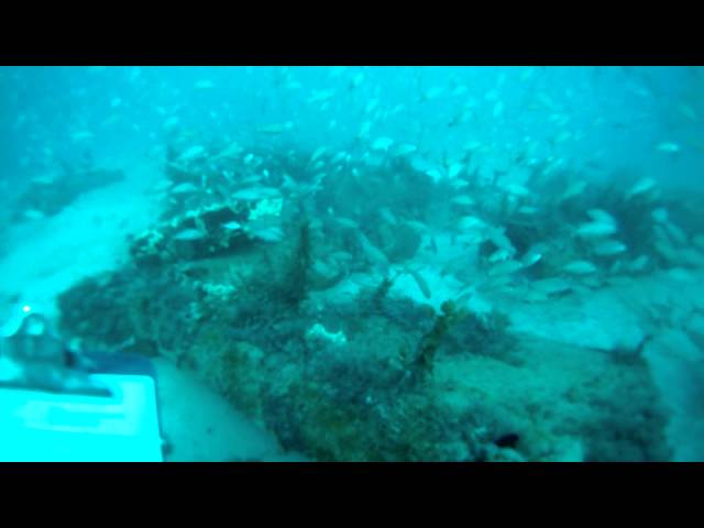 Artificial reef dive, Southwest Florida