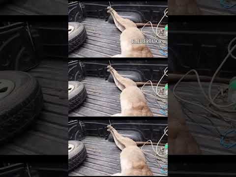 MATARON A UN PUMA EN EMPEDRADO