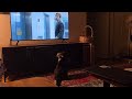 Cat Got Angry When I Paused His Favorite TV Show X Files