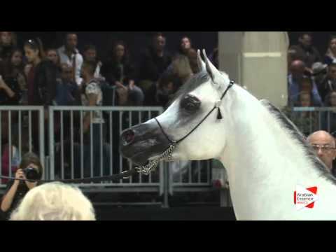 N 170 EQUIBORN K A    Verona 2015   Colts 3 years old Class 6