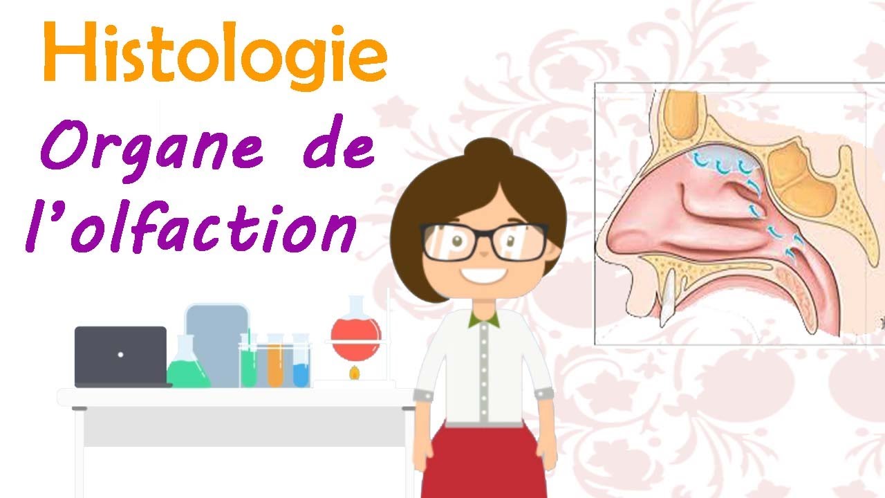 Histologie | Organe de l’olfaction .. cours de 2 ème année médecine