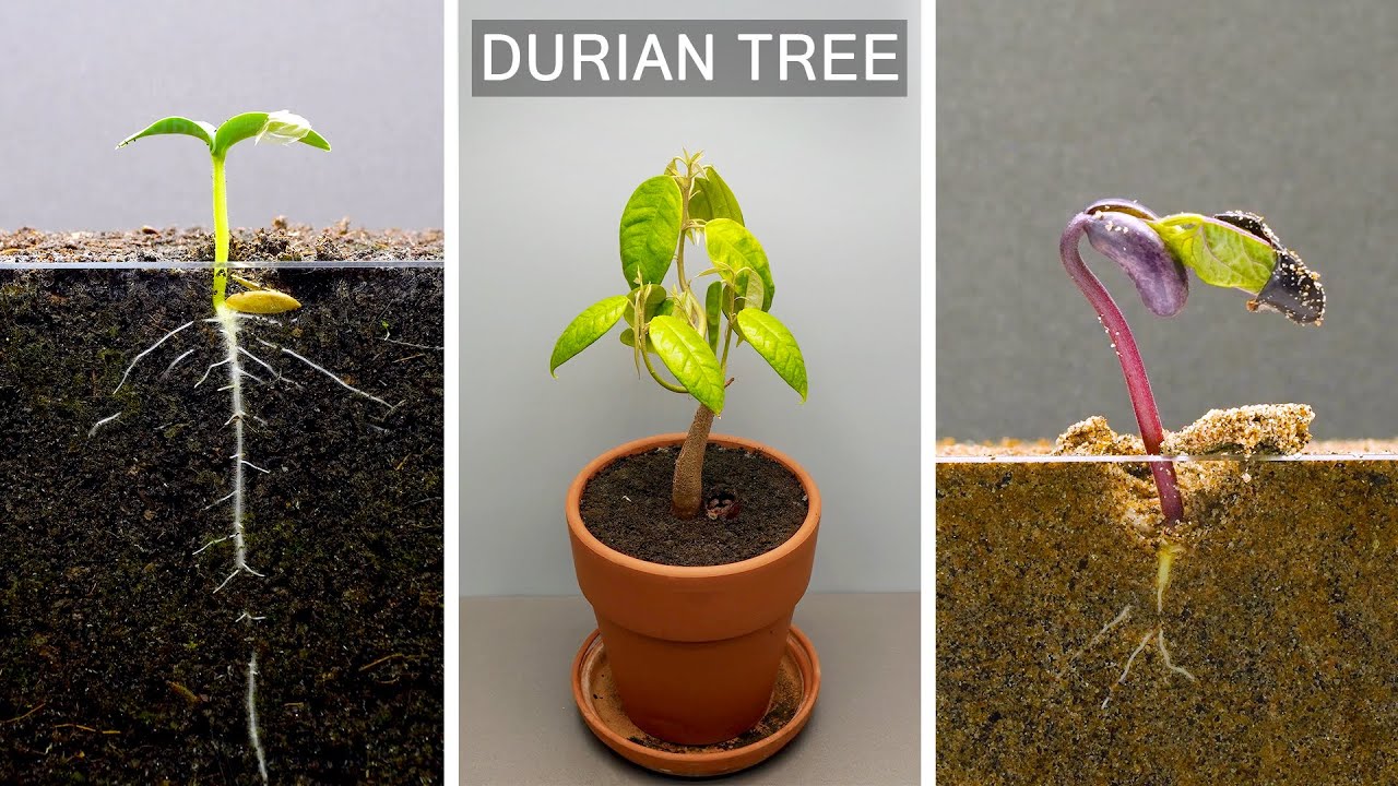 Top Plants Time Lapse From The Past Two Years In 23 Minutes