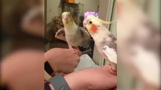 Try Not To Laugh While Watching These Funny Birds Being Jerks and Cute