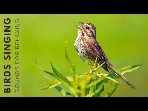Relaxing Bird Sounds - Bird Sounds Heal the Heart, Natural Sounds help you Sleep Well