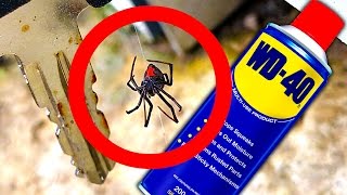 Deadly Spider Controls Testing WD40 Spider Method