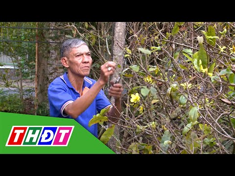 Chưa đến Tết, mai vàng đã nở | THDT