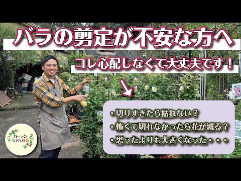 春にディプラデニアを剪定するにはどうすればよいですか？花を美しく保つためのヒントをご紹介します  庭園