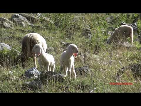 PECORE E AGNELLINI AL PASCOLO AL LAGO DELLA ROVINA A ENTRACQUE. (CN) DOM. 27 - 9 - 2020.