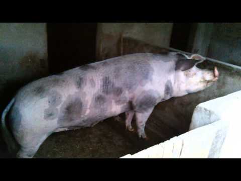 Prasica orkestar (SRB)