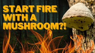 Unveiling The Secret Survival Tool: Fire Starter Mushroom - Hoof Fungus!
