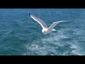 Silvio Rodríguez -  La Gaviota [Audio HQ]