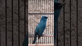 Download lagu SELENDANG BIRU GACOR WARNYA INDAH mp3