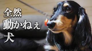 「散歩？」に反応したのに、一歩も動かない犬｜ダックスフンド ミロ