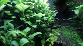 Mega Anubias Care