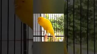 Download lagu Kenari yorkshire cengkok mewah kicau panjang mp3 Download lagu Kenari yorkshire cengkok mewah kicau panjang mp3