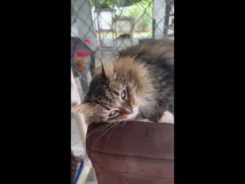 Jackie is so fancy #Jackie #shorts #cats #coolcats #funny #filters #love #fyp #blindcat #rescue #fun