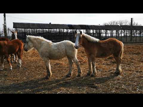 Mânjii la 10,11 luni - 0744782178 Herghelia Fitero