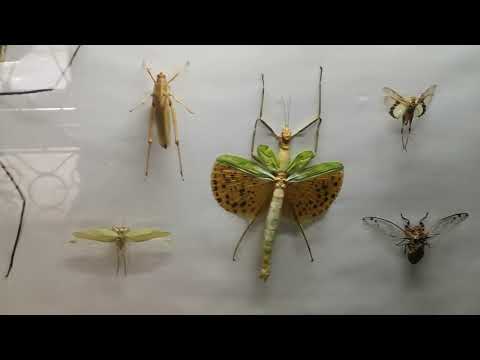 Insectario del Parque O'Higgins.