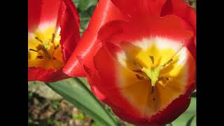 Pierre Perret - Donnez nous des jardins