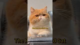 The Truth About Garfield Cats | Exotic Shorthair Facts You Should Know #GarfieldCat #ExoticShorthair