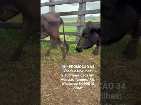 34 Vacas e Novilhas: 2.400 reais cada em Messias Targino/ RN. Whatsapp 84 99810 2784*#gado