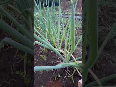 庭にスイバを植える方法は？ – この葉の多い植物の種まき、成長、収穫に関する役立つヒント  庭園