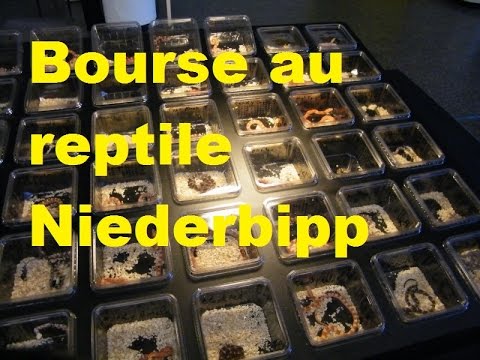 download lagu mp3 mp4 Bourse Au Reptile Suisse, download lagu Bourse Au Reptile Suisse gratis, unduh video klip Bourse Au Reptile Suisse