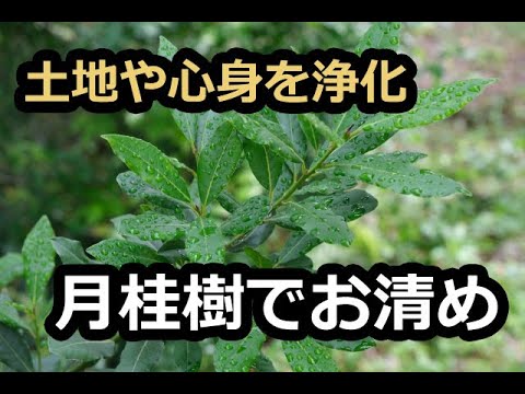 月桂樹、月桂樹 植物