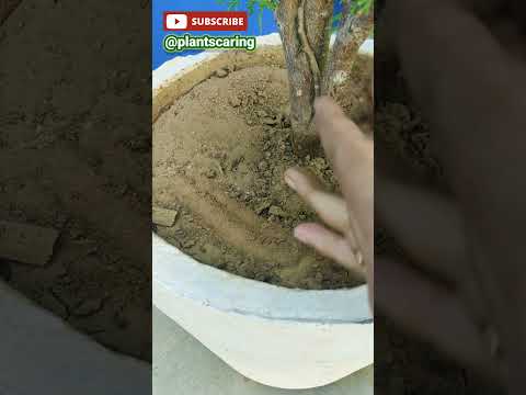 , title : '🌱 Tips for Hibiscus | गुड़हल की देखभाल कैसे करें ।🌿 How to Care Hibiscus, Tips 🍃 #viral #shorts'