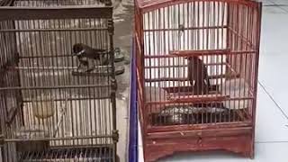 Download lagu Burung Srikatan Jawa Gacor Tarung | Burung Lebe-lebean | Burung Sikatan Gacor mp3