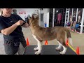Beautiful red female Akita puppy | Eva Strider in Diversity