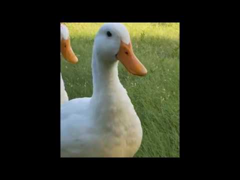 Guide for the Journey Home, Chapter Four - P’Taah - by Jani King