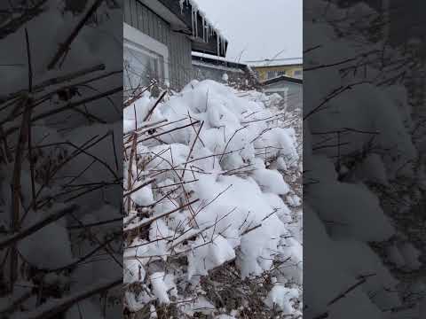 Snö. 27/3-23 Täby.