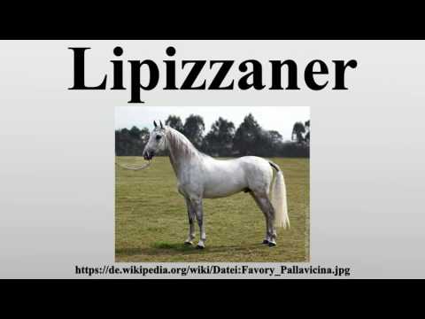 , title : 'Lipizzaner'