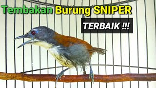 Download lagu Burung sniper tepus dada putih paling gacor. burung sniper gacor mp3 Download lagu Burung sniper tepus dada putih paling gacor. burung sniper gacor mp3